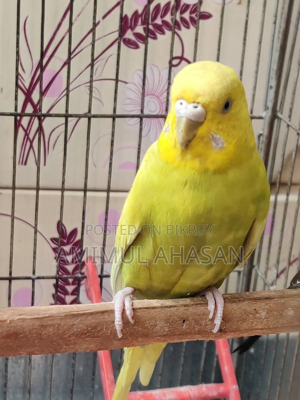 Budgerigar Female Bird with 3 Seed Hoppers and Water Pot