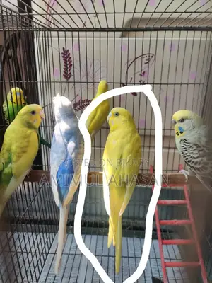 Budgerigar Female Bird with 3 Seed Hoppers and Water Pot