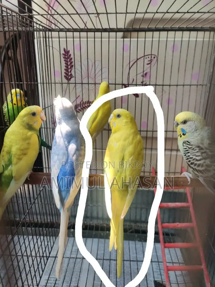 Budgerigar Female Bird with 3 Seed Hoppers and Water Pot