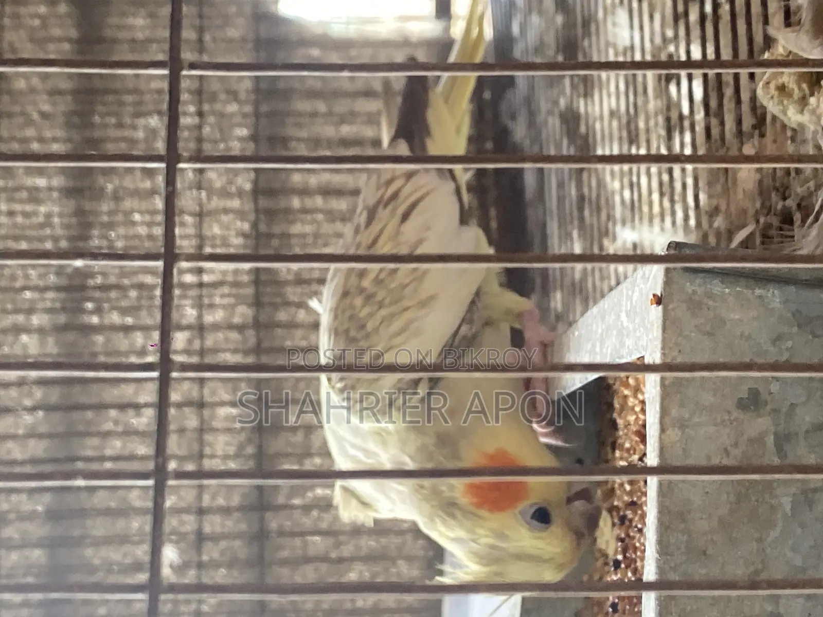 ককাটেল ফিমেল | বয়স ১৮ মাস+