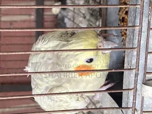 ককাটেল ফিমেল | বয়স ১৮ মাস+