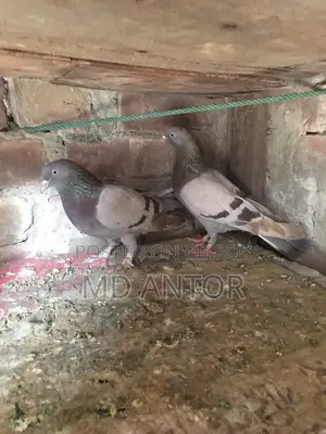 ৩ টি ভালো কোয়ালিটির মাদি