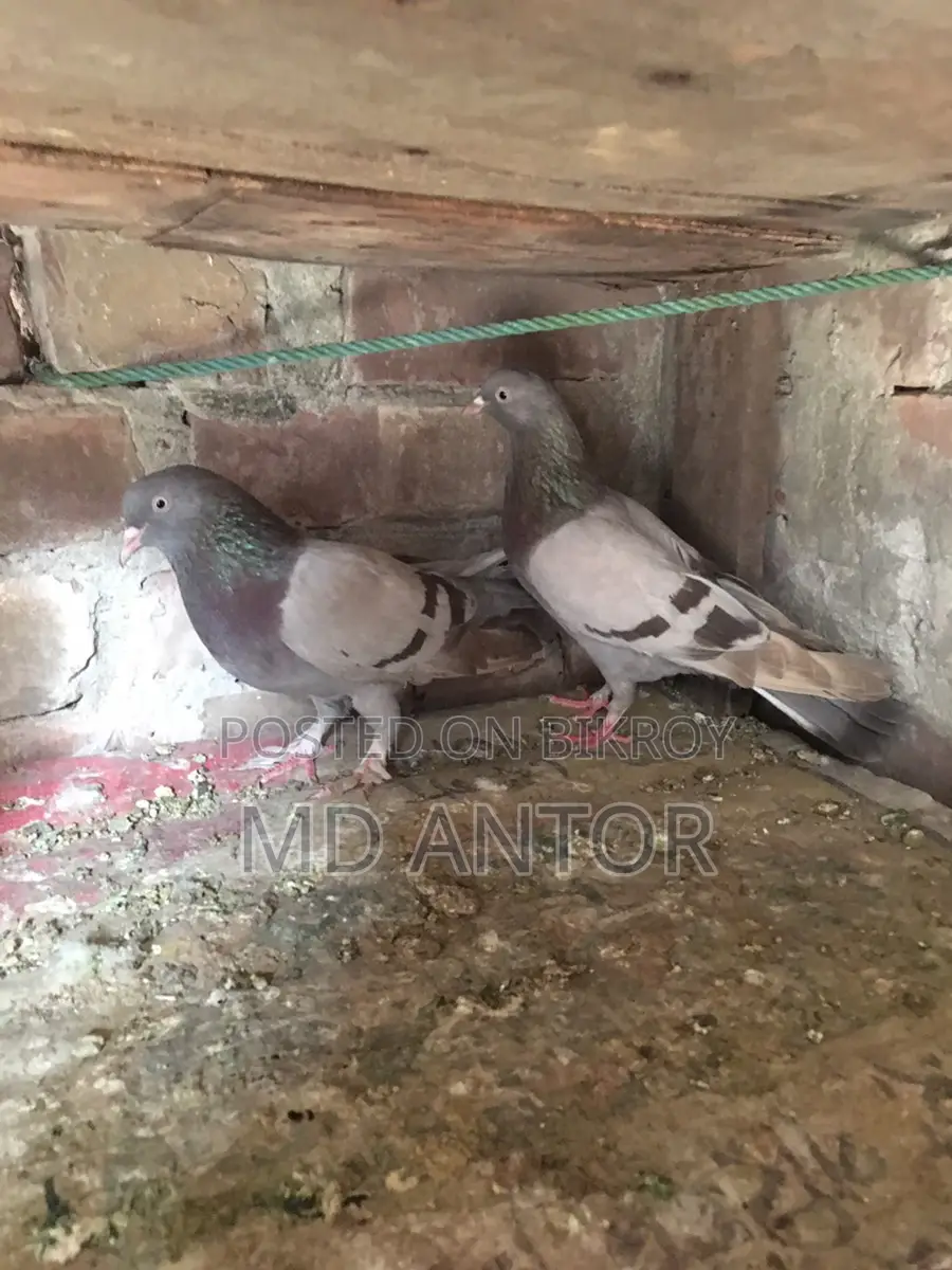 ৩ টি ভালো কোয়ালিটির মাদি