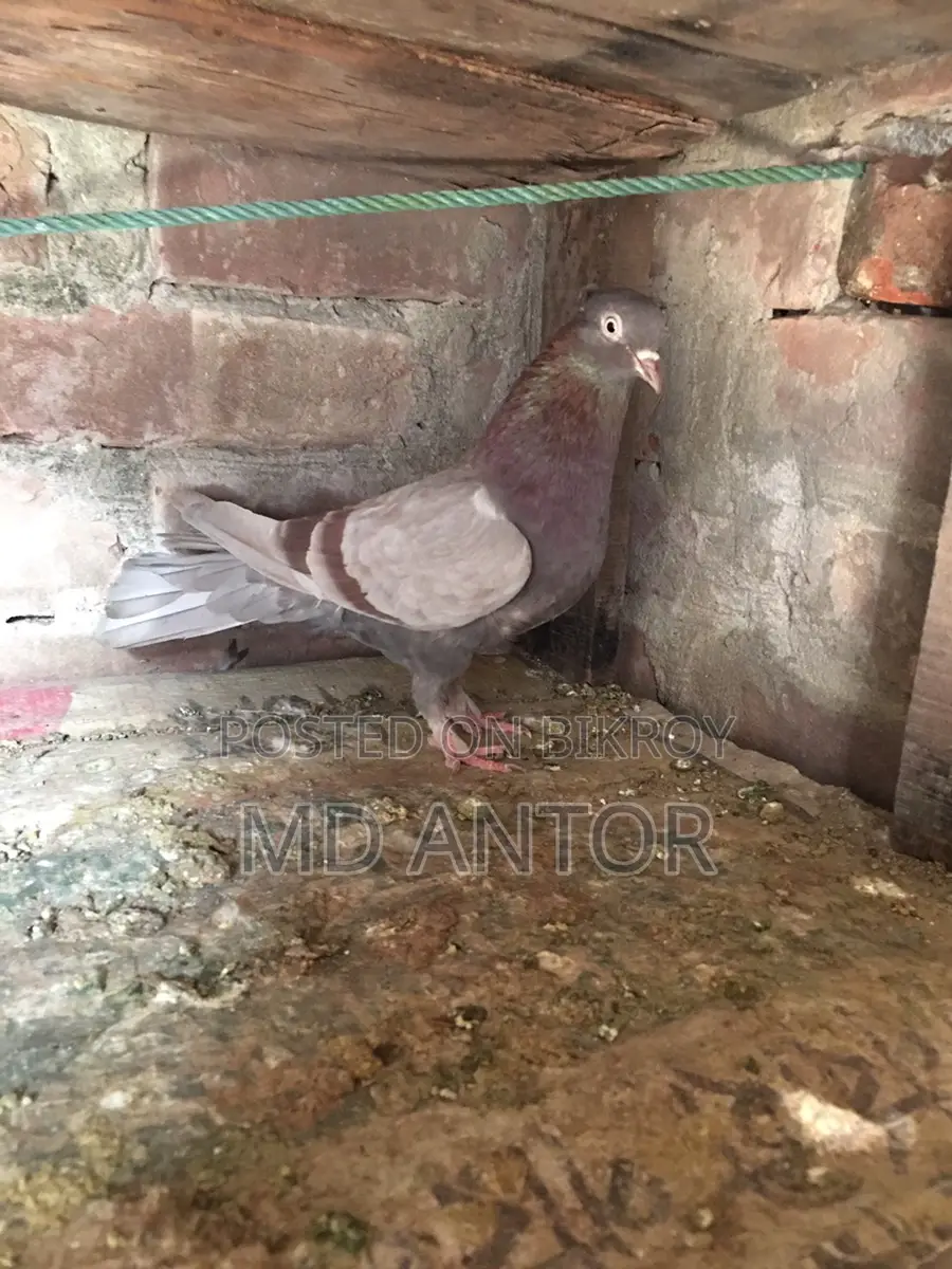৩ টি ভালো কোয়ালিটির মাদি