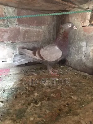 ৩ টি ভালো কোয়ালিটির মাদি