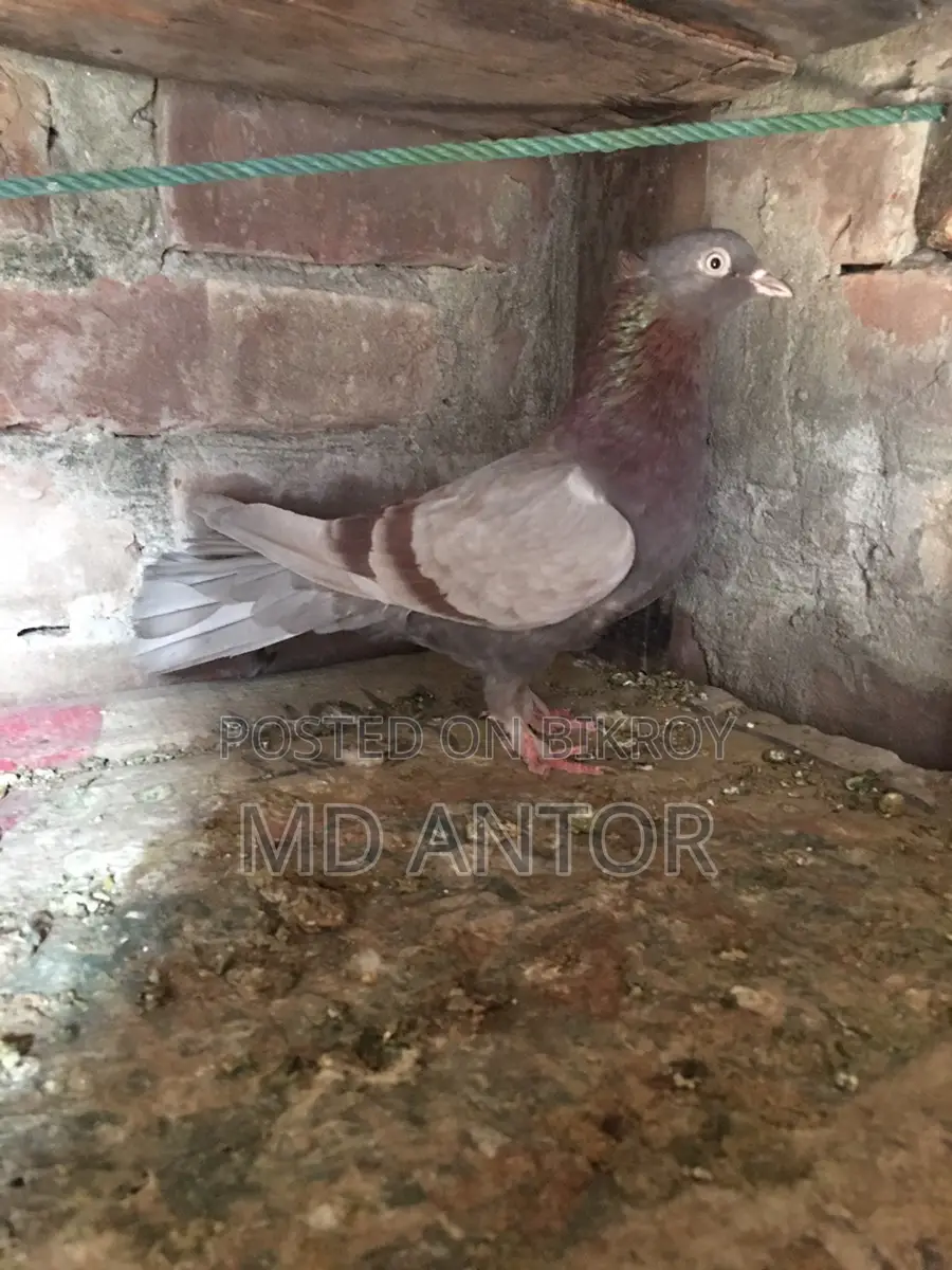 ৩ টি ভালো কোয়ালিটির মাদি