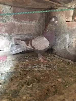 ৩ টি ভালো কোয়ালিটির মাদি