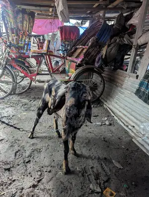 Male Goat for Sale