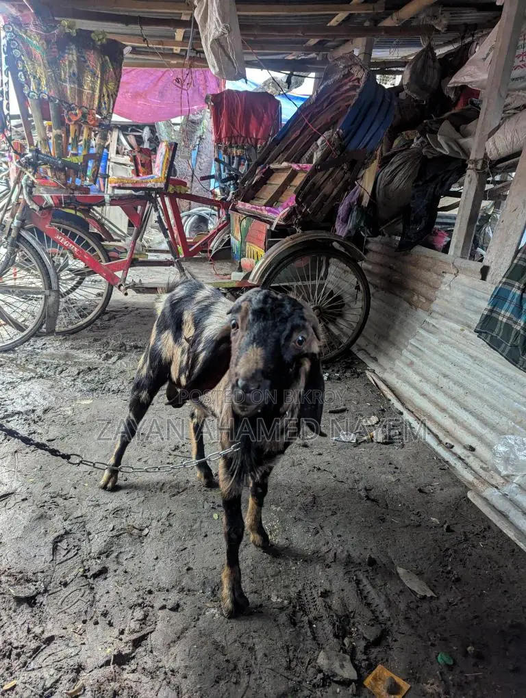 Male Goat for Sale