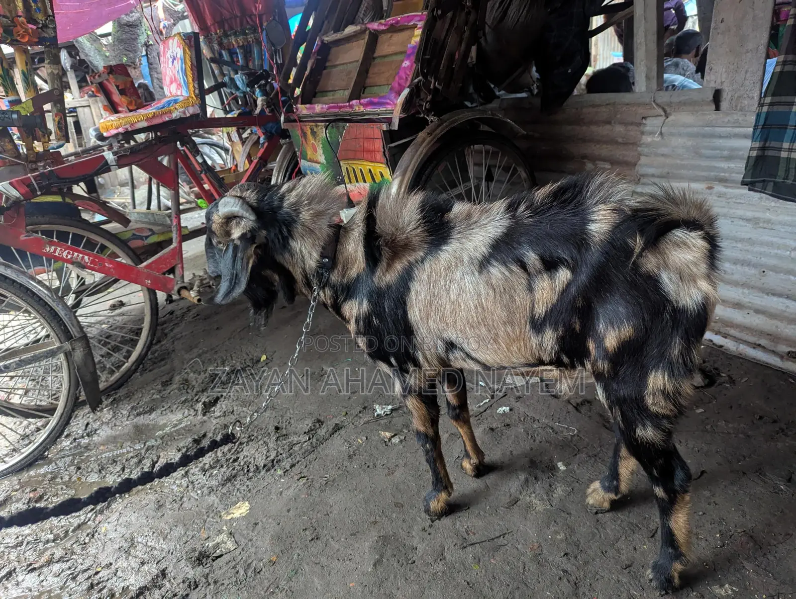 Male Goat for Sale