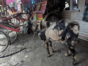 Male Goat for Sale