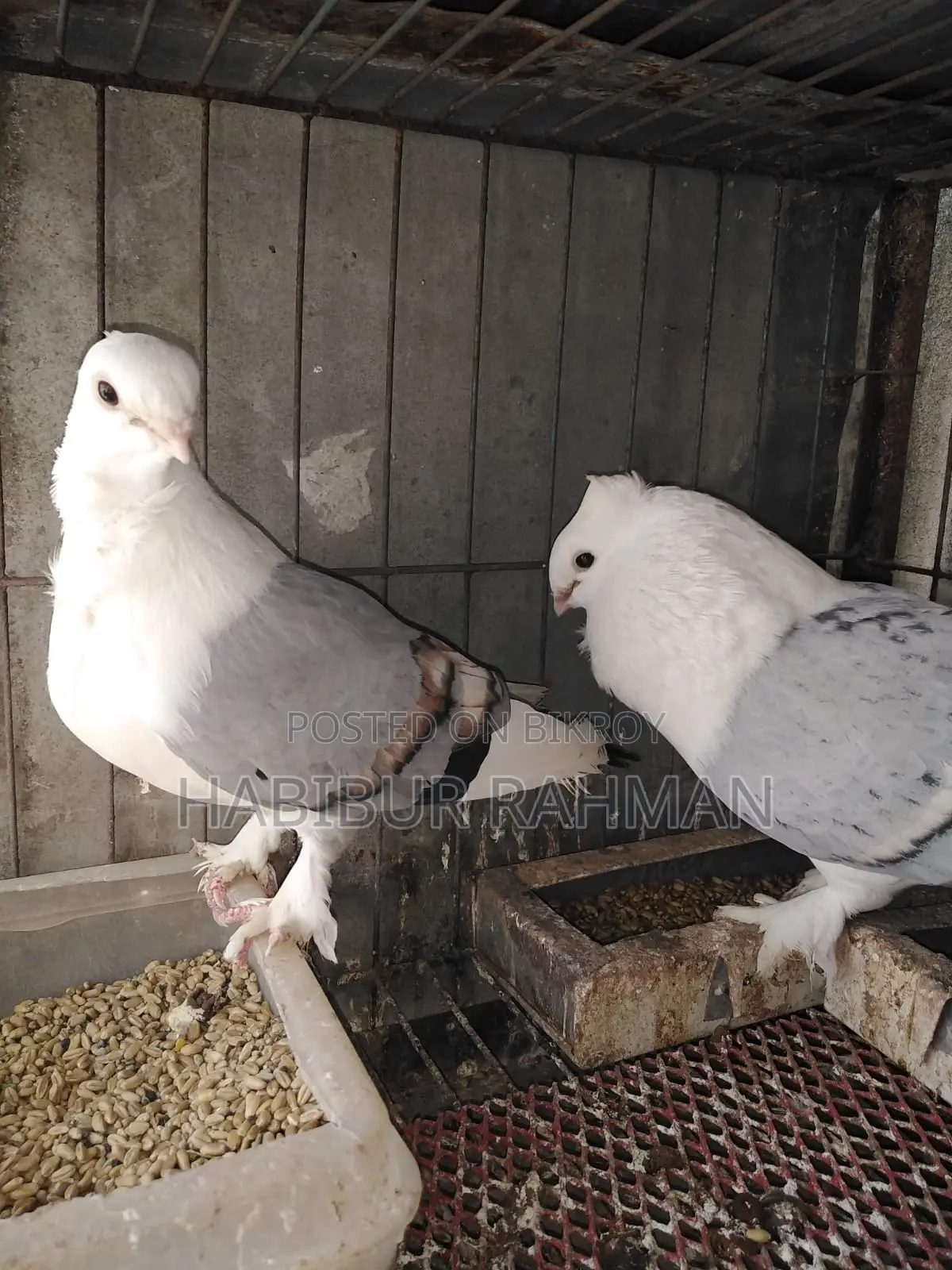 Pegeon