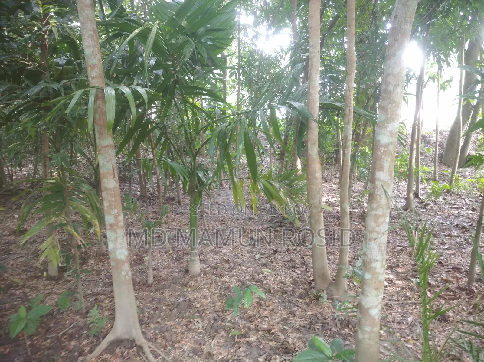 Various types of trees planted 100 yards inside from a 12-foot road
