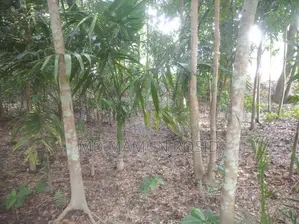 ১২ ফিট রাস্তা থেকে ১০০ গজ ভিতরে বিভিন্ন ধরনের গাছ লাগানো আছে