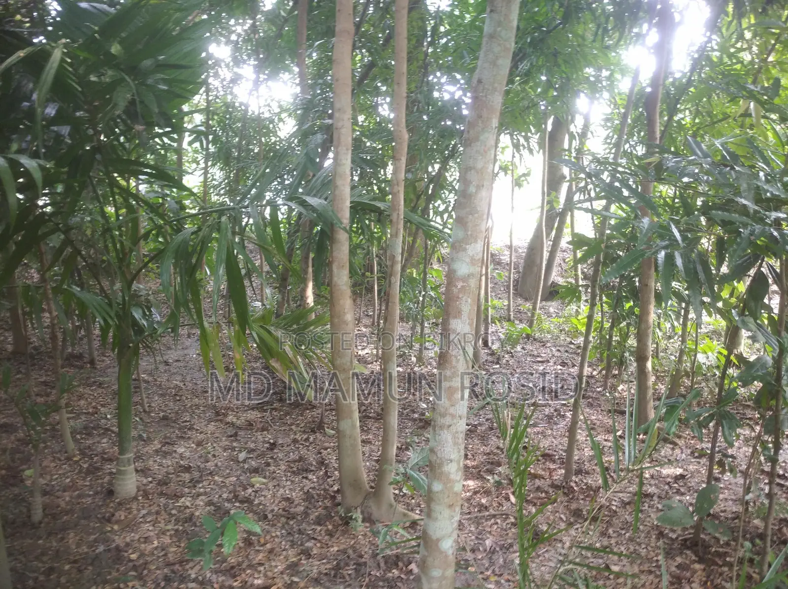 Various types of trees planted 100 yards inside from a 12-foot road