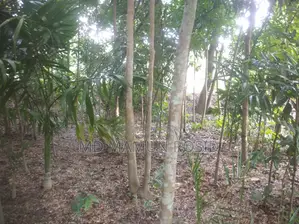 Various types of trees planted 100 yards inside from a 12-foot road