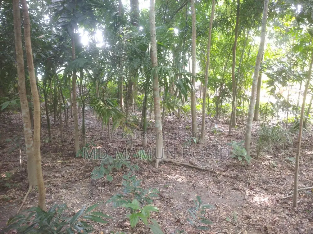 Various types of trees planted 100 yards inside from a 12-foot road