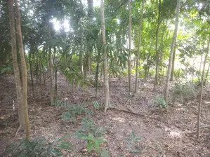 Various types of trees planted 100 yards inside from a 12-foot road