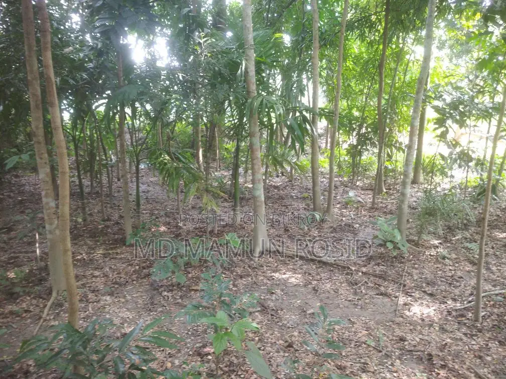 Various types of trees planted 100 yards inside from a 12-foot road