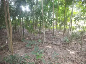 Various types of trees planted 100 yards inside from a 12-foot road