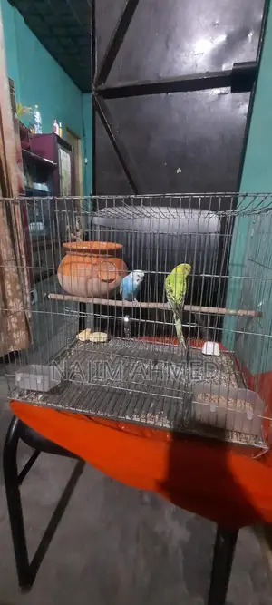 বাজিগর পাখি