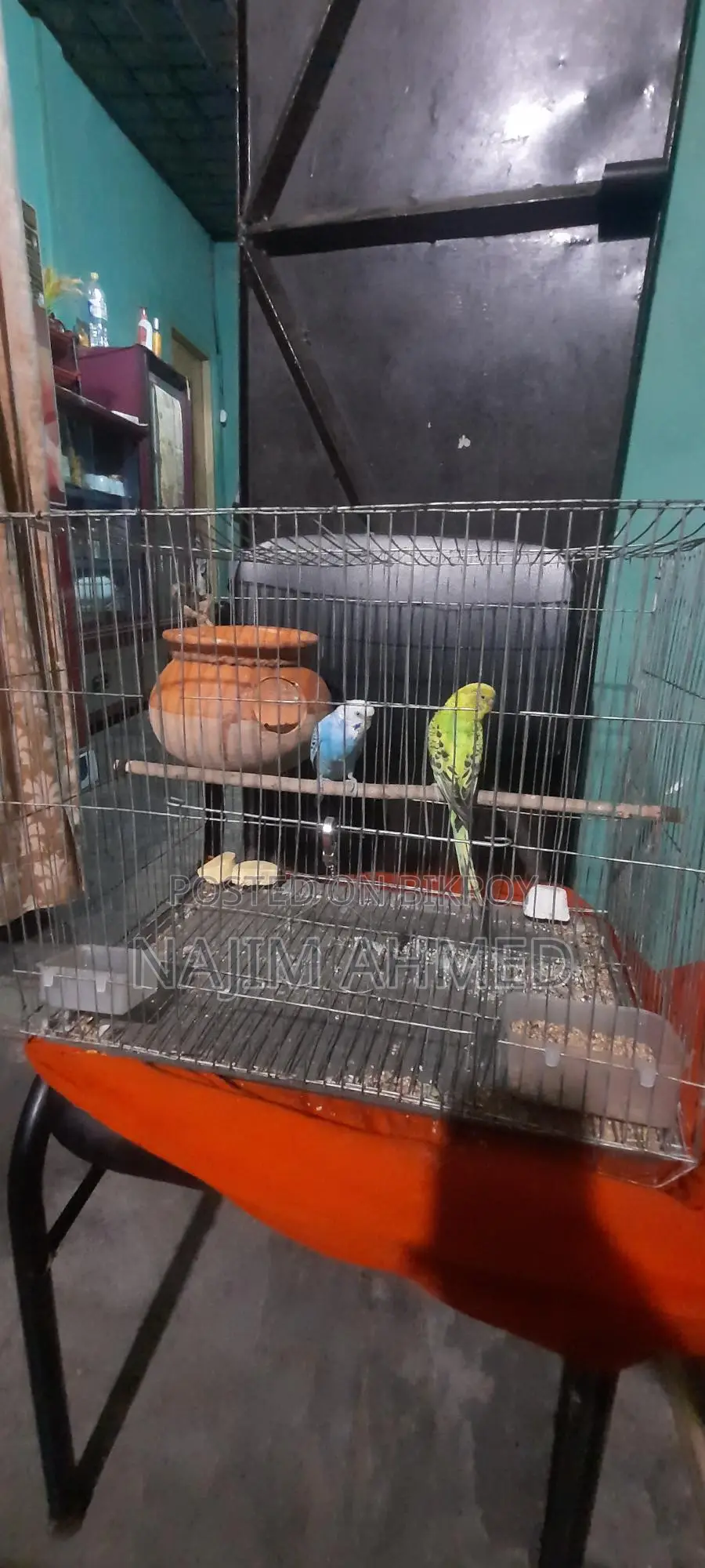 বাজিগর পাখি
