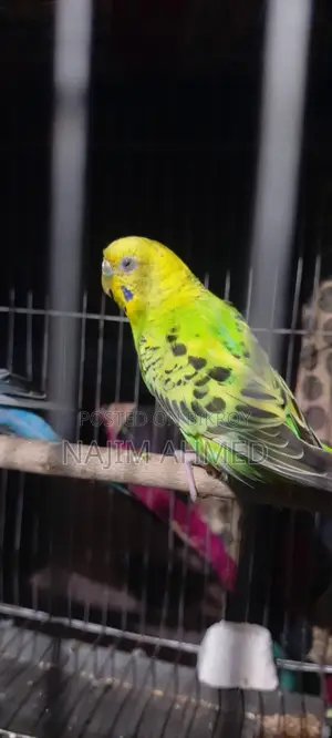 বাজিগর পাখি