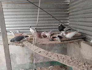 কবুতর বিক্রয়