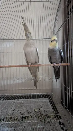 High-quality 2 pairs of Cockatiel birds for sale