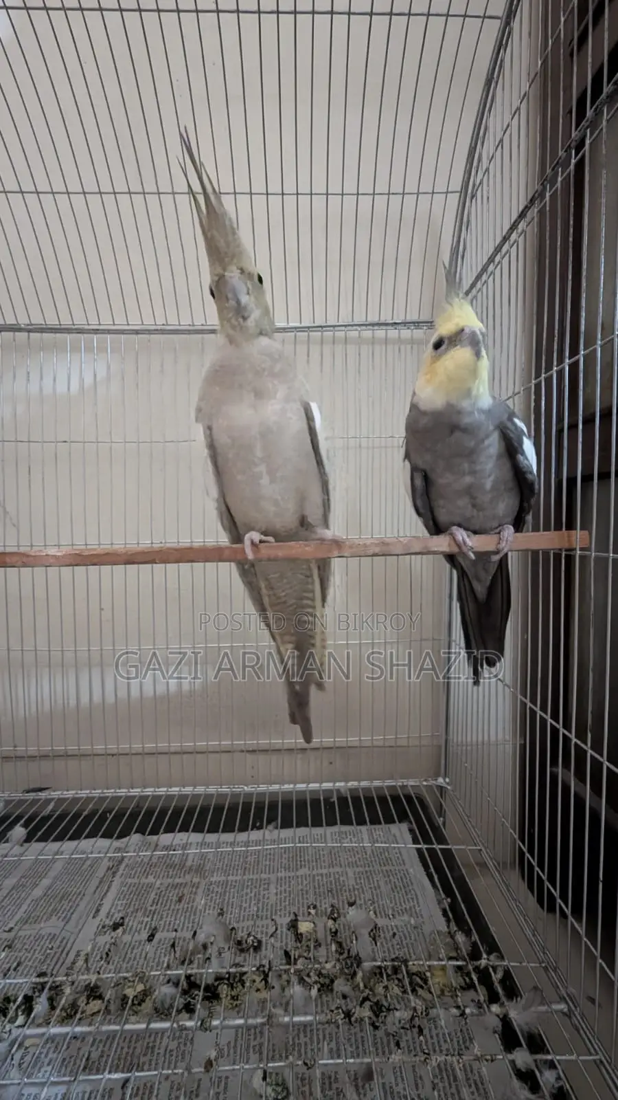 High-quality 2 pairs of Cockatiel birds for sale