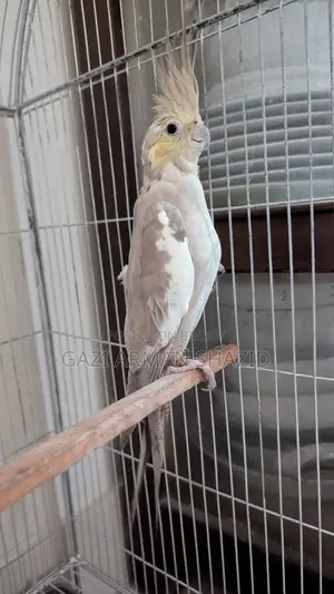 High-quality 2 pairs of Cockatiel birds for sale