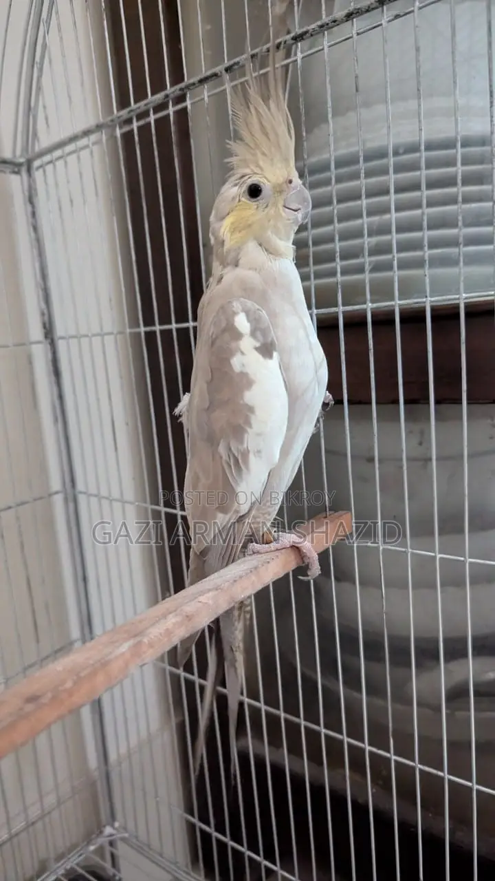 High-quality 2 pairs of Cockatiel birds for sale