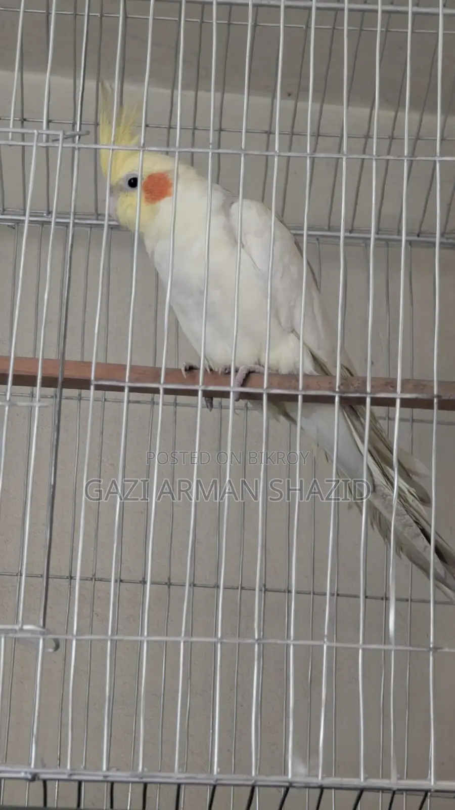 High-quality 2 pairs of Cockatiel birds for sale