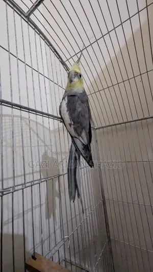 High-quality 2 pairs of Cockatiel birds for sale