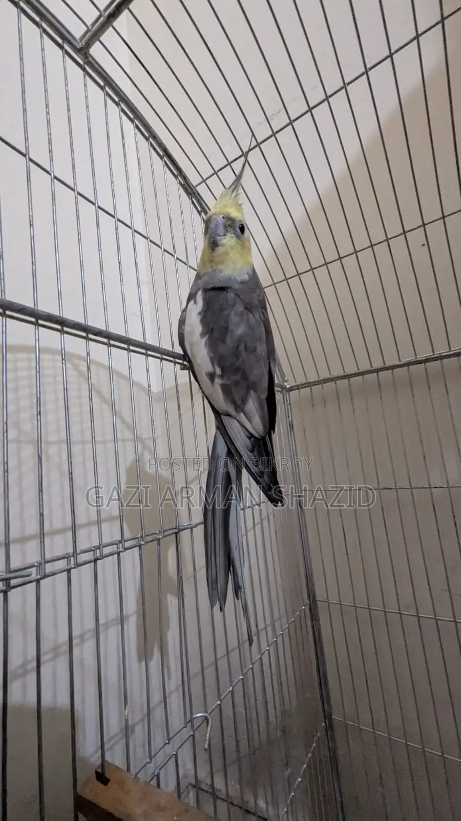 High-quality 2 pairs of Cockatiel birds for sale