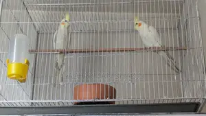High-quality 2 pairs of Cockatiel birds for sale