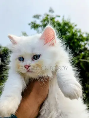 Traditional Persian - Triple Coat