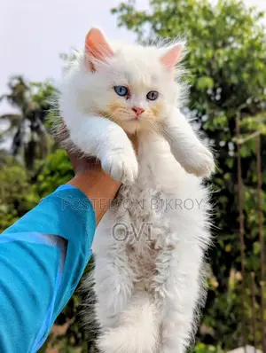 Traditional Persian - Triple Coat