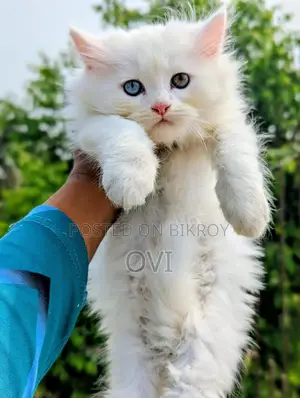 Traditional Persian - Triple Coat