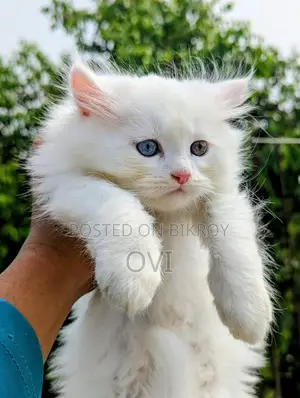 Traditional Persian - Triple Coat