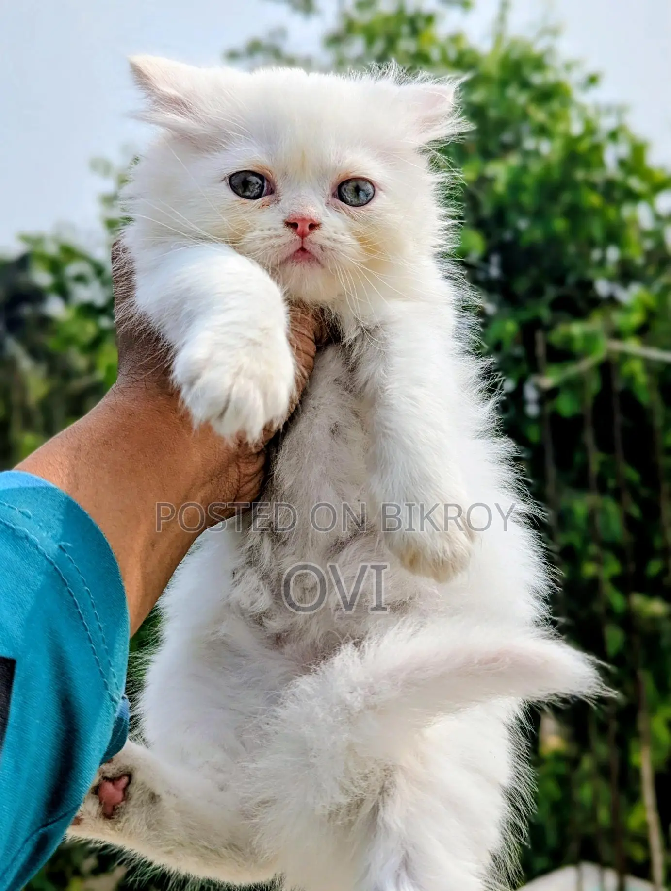 Traditional Persian - Triple Coat