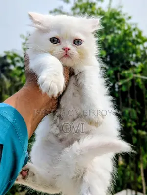 Traditional Persian - Triple Coat