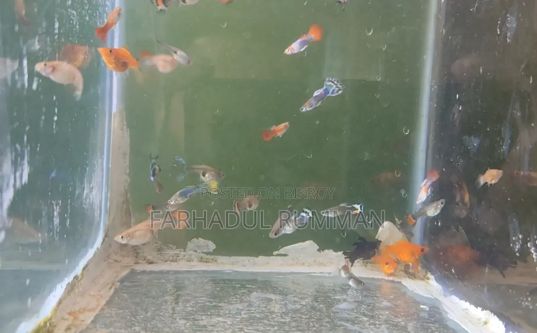 High-quality mixed Guppy and Molly fish for sale