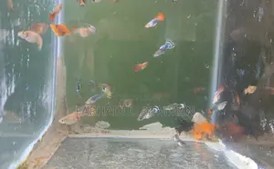 High-quality mixed Guppy and Molly fish for sale