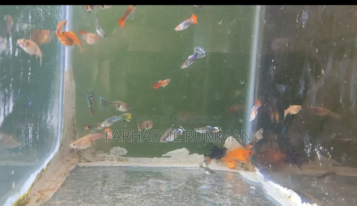 High-quality mixed Guppy and Molly fish for sale