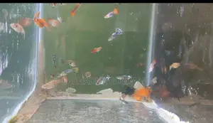 High-quality mixed Guppy and Molly fish for sale
