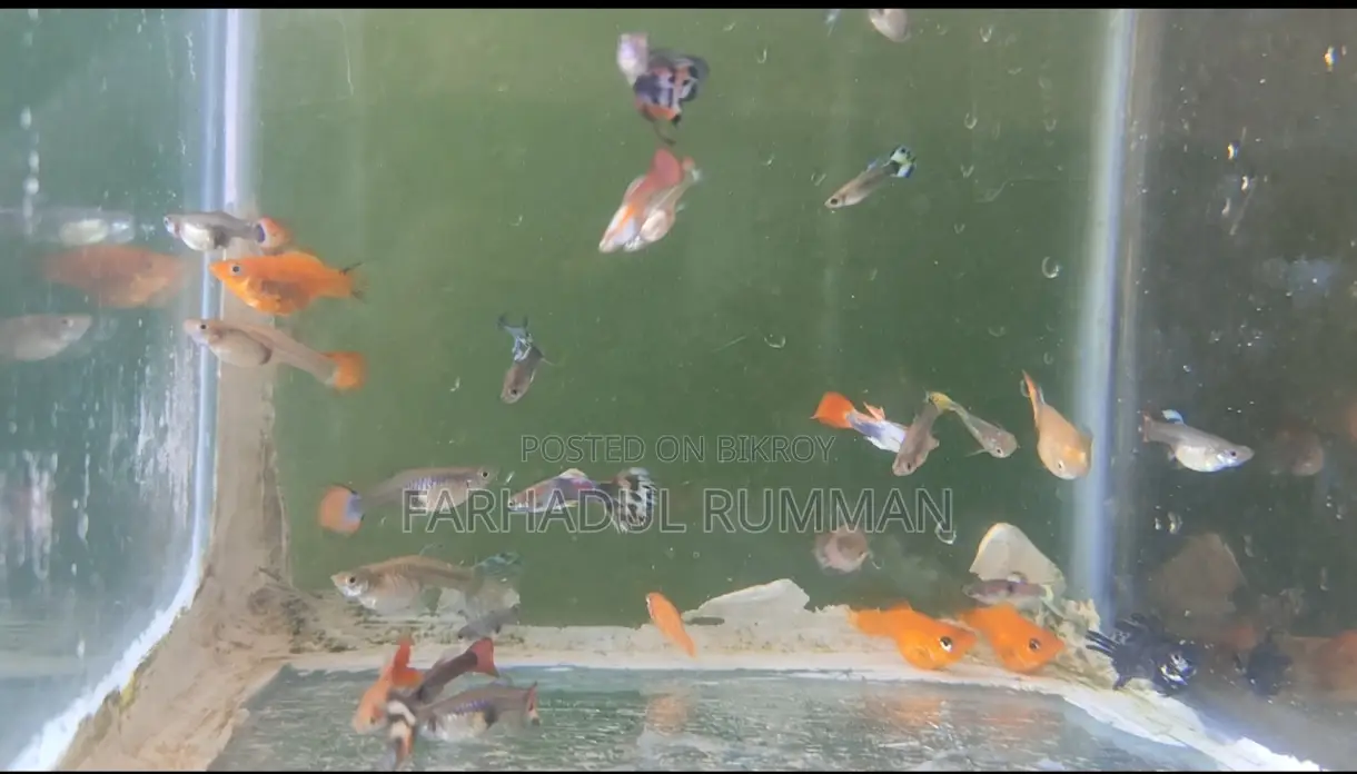 High-quality mixed Guppy and Molly fish for sale