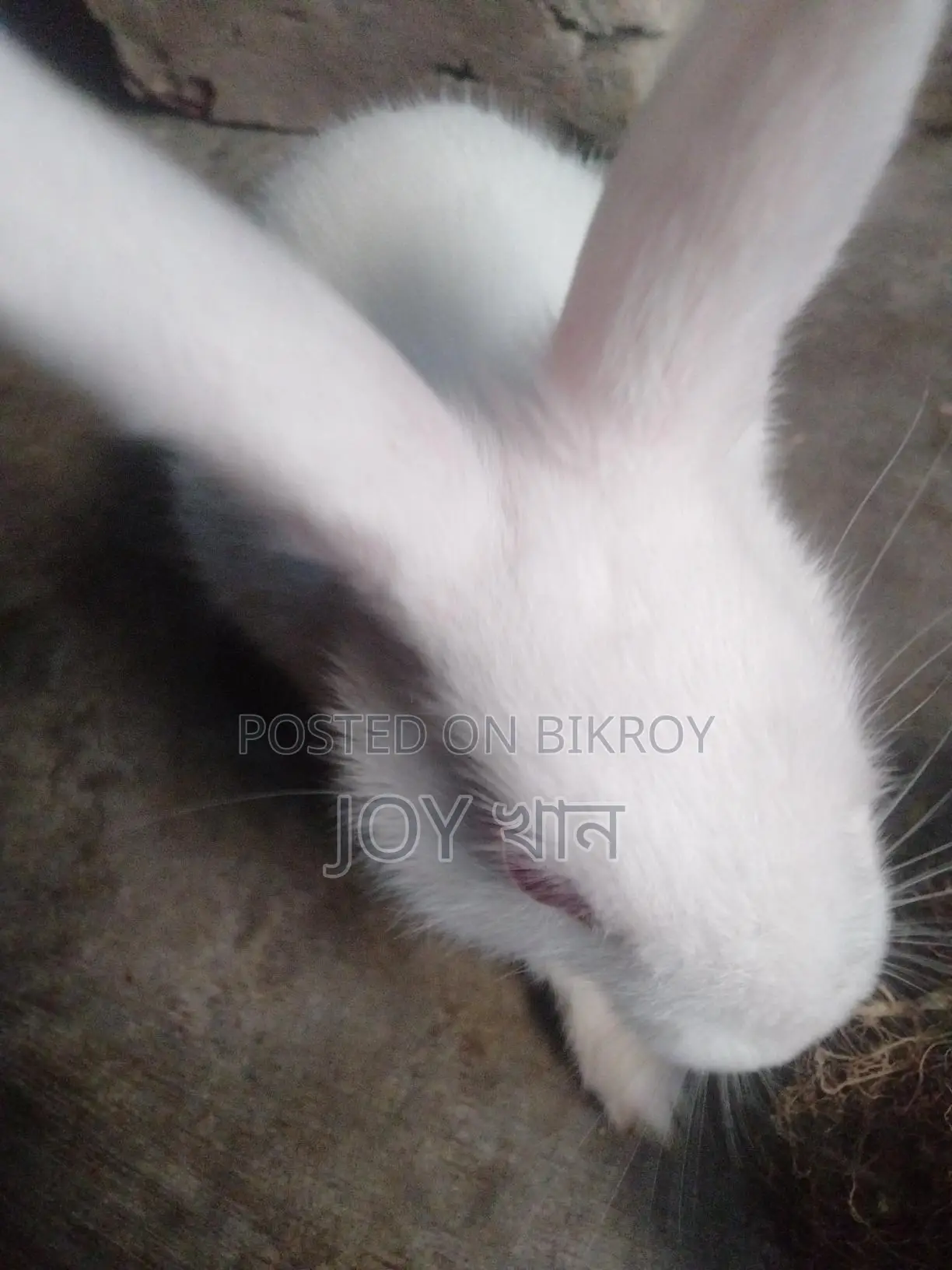 Rabbits for Sale