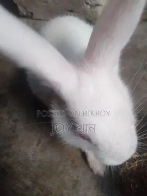 Rabbits for Sale