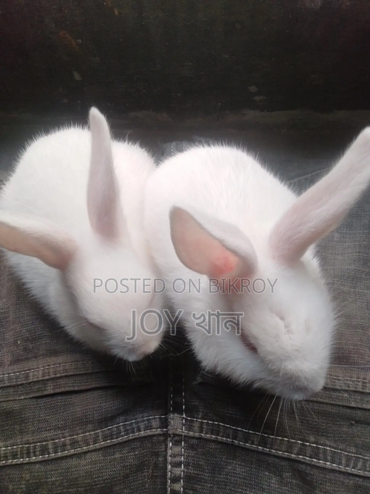 Rabbits for Sale